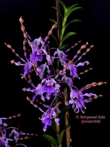 Dendrobium Bengawan Solo