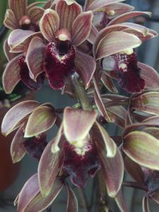 Cymbidium Lee Cooke