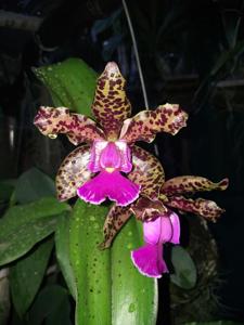 Cattleya Mr Bojangles