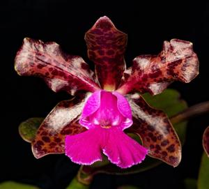 Cattleya Mr Bojangles