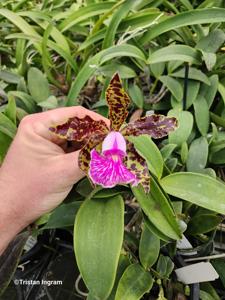 Cattleya Mr Bojangles