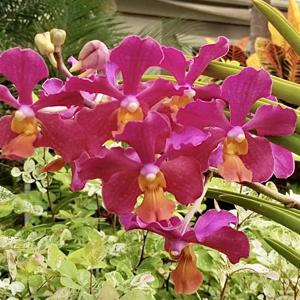 Papilionanda Andrea Bocelli