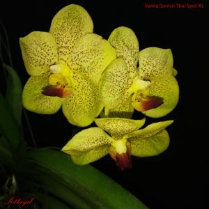 Vanda Somsri Thai Spot