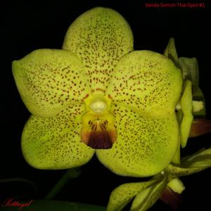 Vanda Somsri Thai Spot