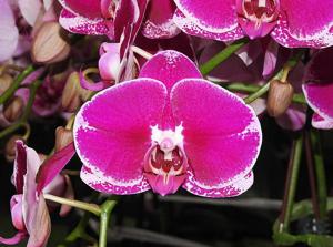 Phalaenopsis OX Spot Queen