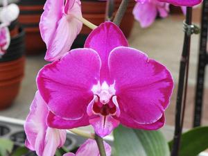 Phalaenopsis OX Spot Queen