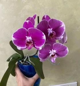 Phalaenopsis OX Spot Queen