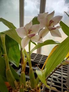 Ianclarkara Cheyenne Marie