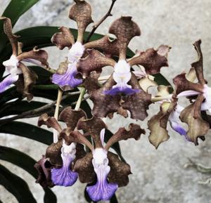 Papilionanda Paksorn Fragrance