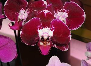 Phalaenopsis Fusheng Pink Crystal