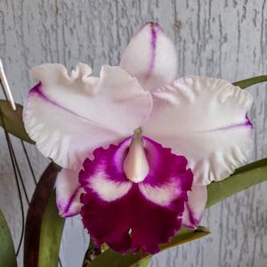 Rhyncholaeliocattleya Chief Journey