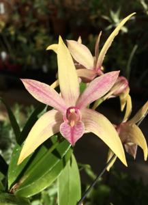 Dendrobium Troppo's Sunrise