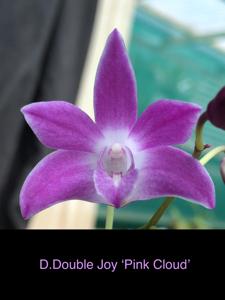 Dendrobium Double Joy