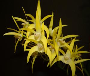 Dendrobium Evie