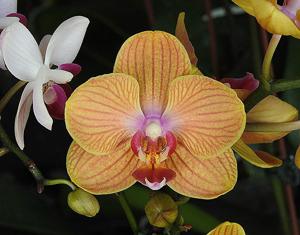 Phalaenopsis KS Pride