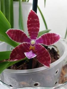 Phalaenopsis Telu