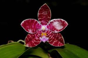 Phalaenopsis Telu