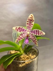 Phalaenopsis Telu