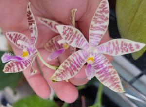 Phalaenopsis Telu