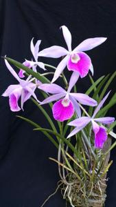 Brassocattleya Estrela Gaucha