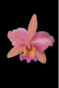 Rhyncholaeliocattleya Shining Gold