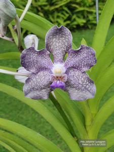 Papilionanda Johanna Ljunggren