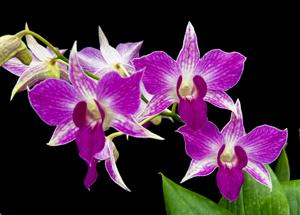 Dendrobium Peter Shen