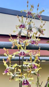 Dendrobium Haldis Morterud