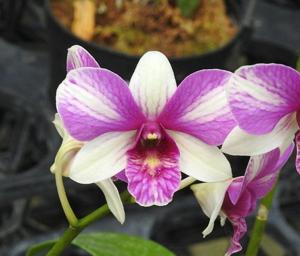 Dendrobium Alisun Cherry