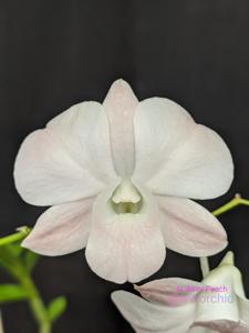 Dendrobium Airey Peach