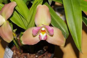 Lycaste Gladys Eljuri