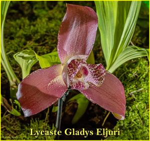 Lycaste Gladys Eljuri