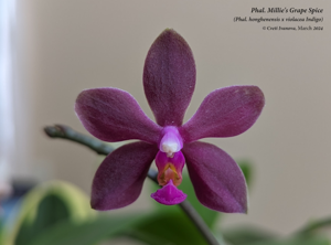 Phalaenopsis Millie's Grape Spice