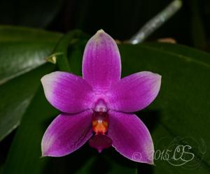 Phalaenopsis Vio Vio