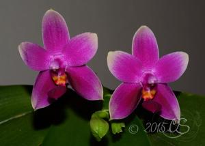 Phalaenopsis Vio Vio