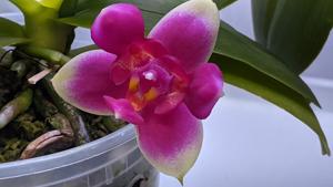 Phalaenopsis Vio Vio