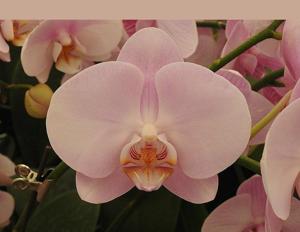 Phalaenopsis Taisuco Linda