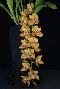 Cymbidium Amazing Ari