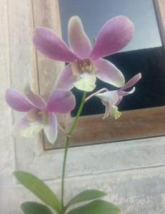 Dendrobium Sheik Adnan