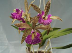 Brassocattleya Felipe Haje