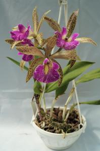 Brassocattleya Felipe Haje