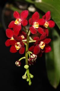 Sarcochilus Gadial