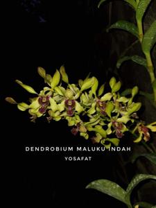 Dendrobium Maluku Indah