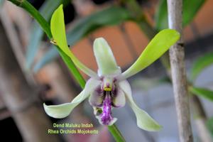 Dendrobium Maluku Indah