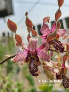 Dendrobium Maluku Indah