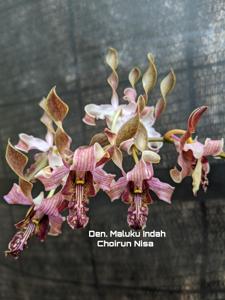 Dendrobium Maluku Indah