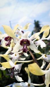 Dendrobium Maluku Indah