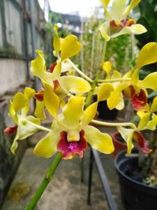 Dendrobium Bhayangkara Jaya