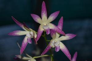 Dendrobium Gippsland