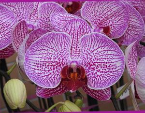 Phalaenopsis Chung Tin Star Girl